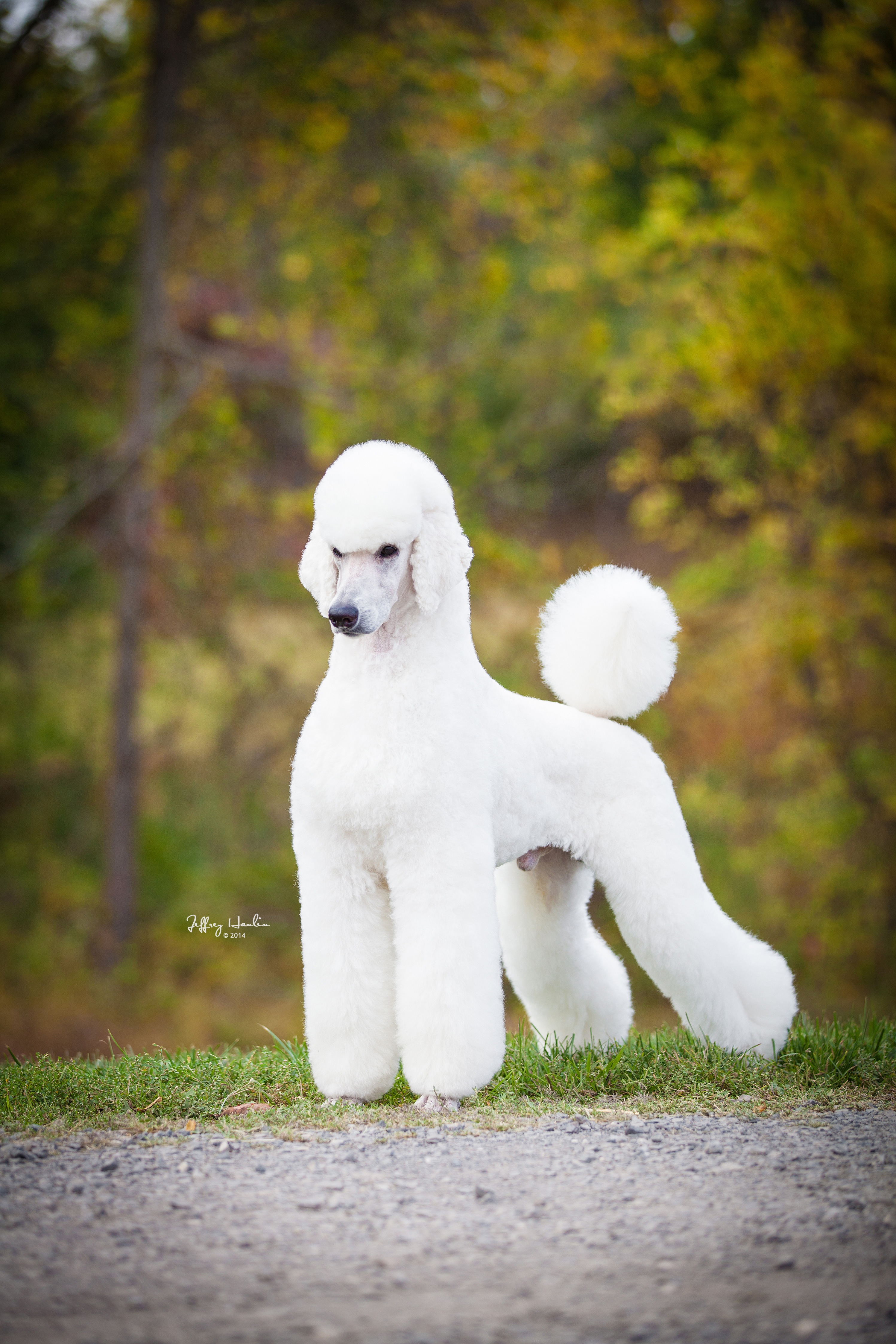 Unique Standard Poodles